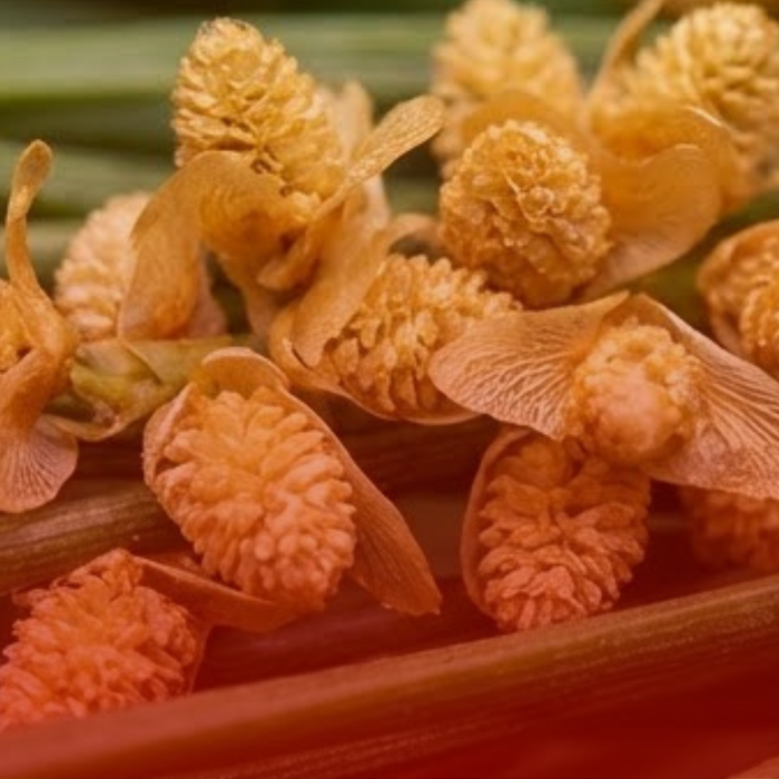 Pine Pollen – phytoandrogenic vitality