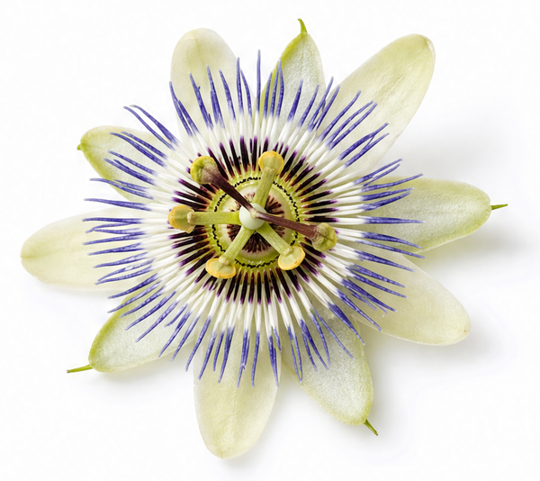 PASSION FLOWER EXTRACT